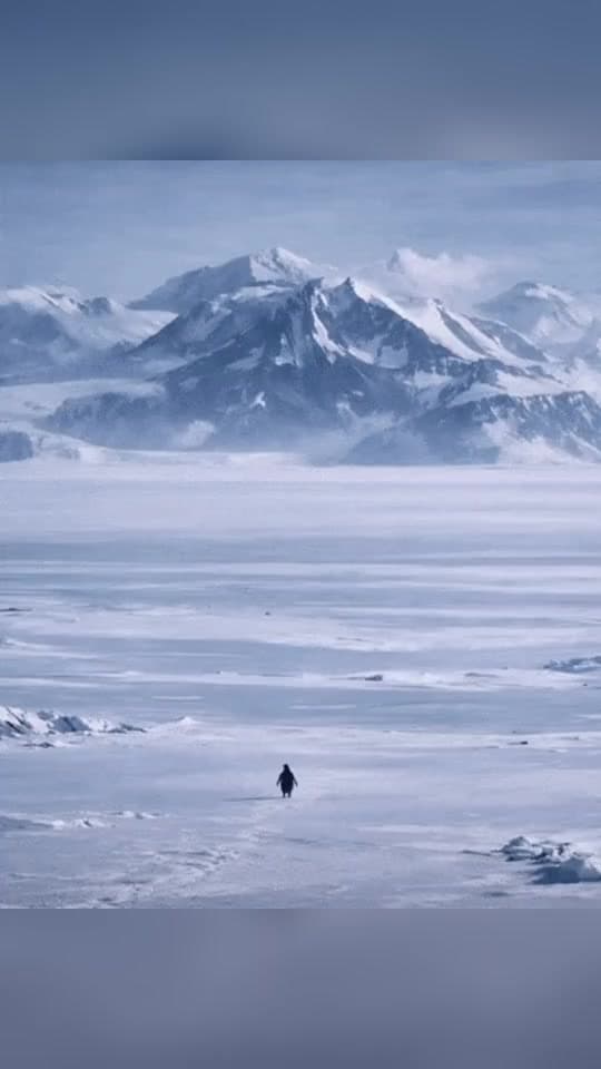 Penguin walking across a snowy landscape, a meme format preview